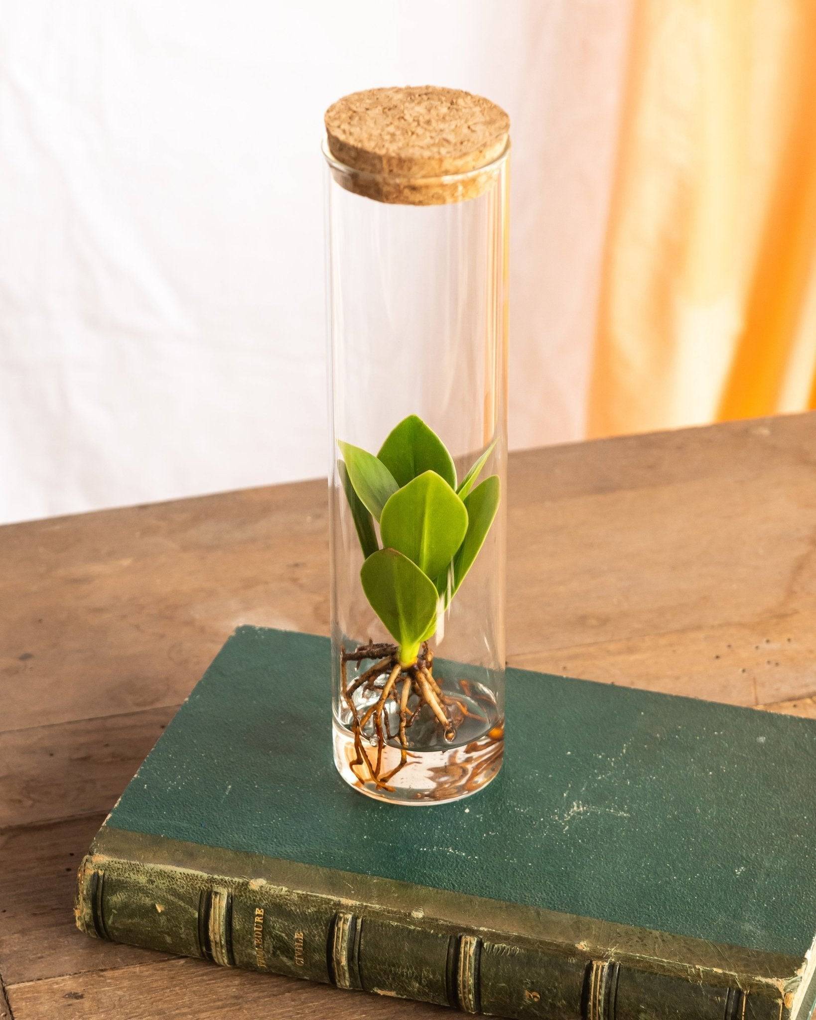 Petit Clusia en Hydroculture et Tube - D5 H15cm