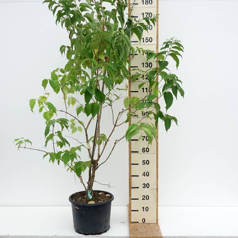 Promesse de Fleurs - Heptacodium miconioides Pot de 20L/25L - Image 2