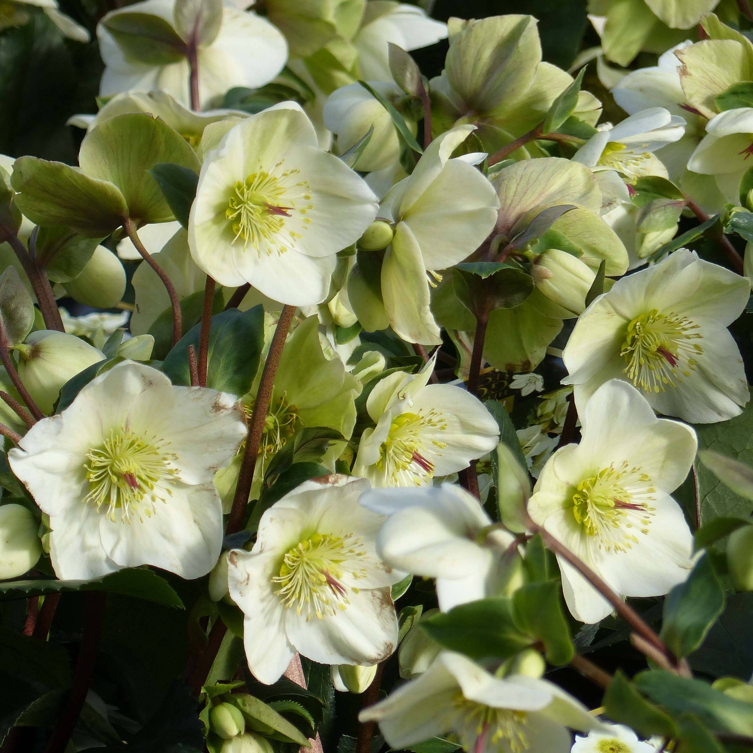 Promesse de Fleurs - Hellébore Ice n'Roses White Pot de 2L/3L
