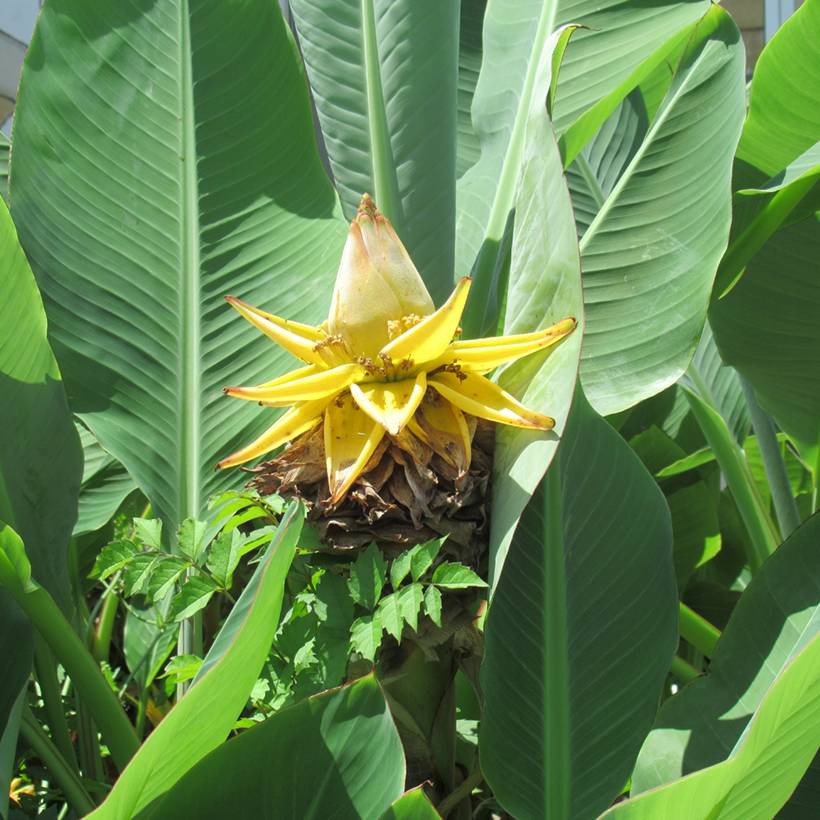 Promesse de Fleurs - Musella lasiocarpa - Bananier nain Pot de 2L/3L