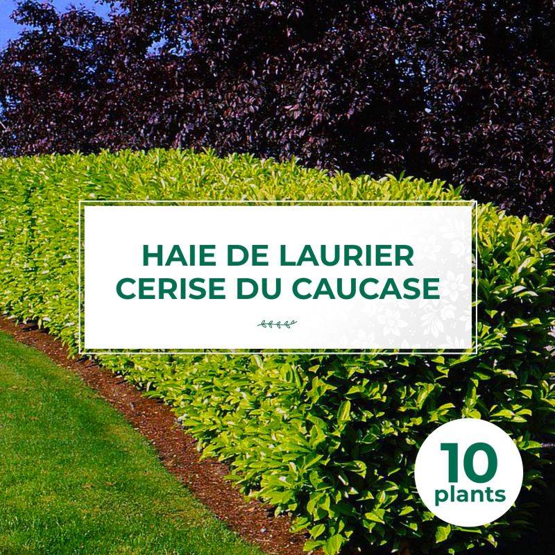 10 Laurier Cerise Du Caucase (Prunus Laurocerasus Caucasica) - Haie de Laurier du Caucase -  - Pépinières Naudet - Imagen 1
