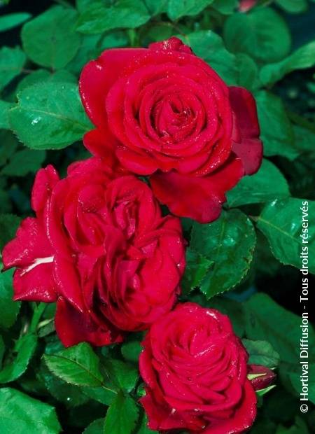 Promesse de Fleurs - Rosier tige Dominica Intercomdoor  Pot de 7,5L/10L, Tige, Tige de 120/150