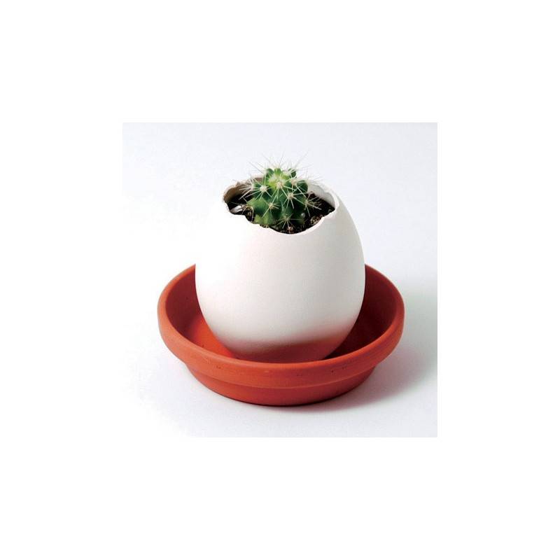 Noted - Kit Oeuf Cactus Prêt à Pousser - Noted - Imagen 1