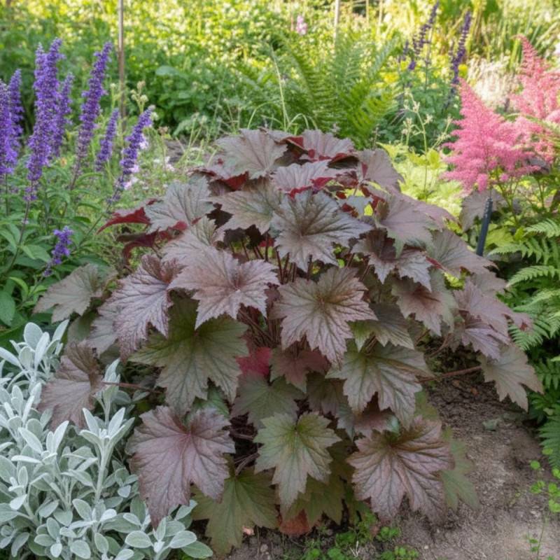 Heuchere Copper Dinosaur® à fleurs Blanche/ - feuillage Persistant - Godet - 5/20 cm - Image 1