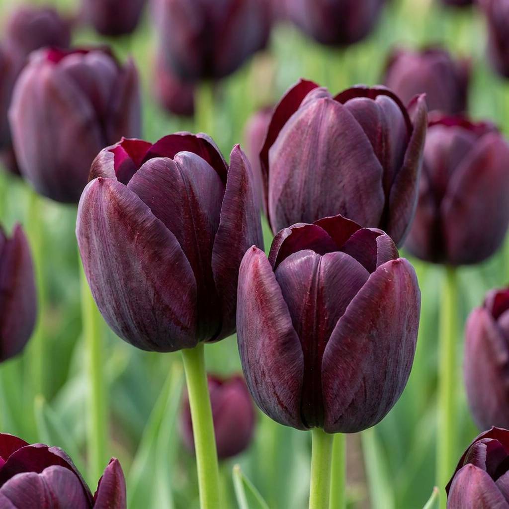 La Green Touch - Tulipe triomphe violet foncé - 12 bulbes - calibre 11/12 - Image 1