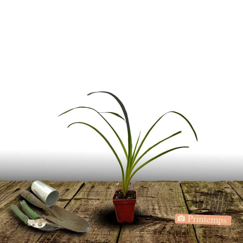 Hémérocalle Flambeau à fleurs Rouge/ - feuillage Caduc - Godet - 5/20 cm - Imagen 6