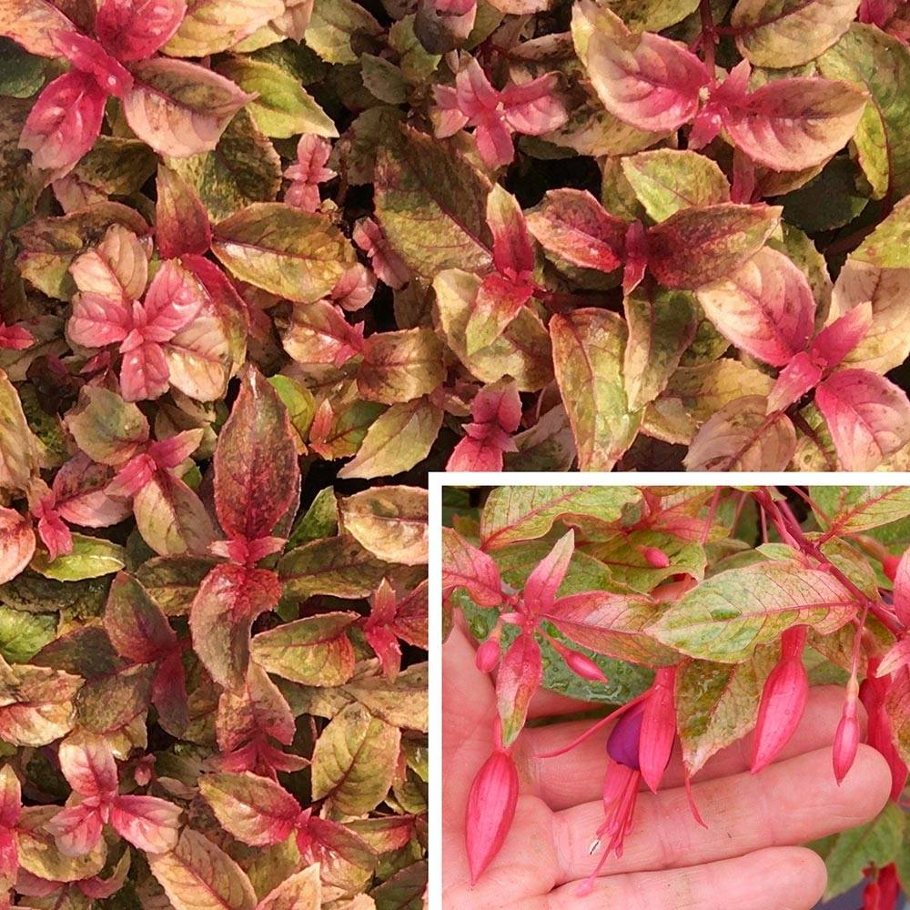 Fuchsia rustique Happy Birthday Pot de 1L/1,5L
