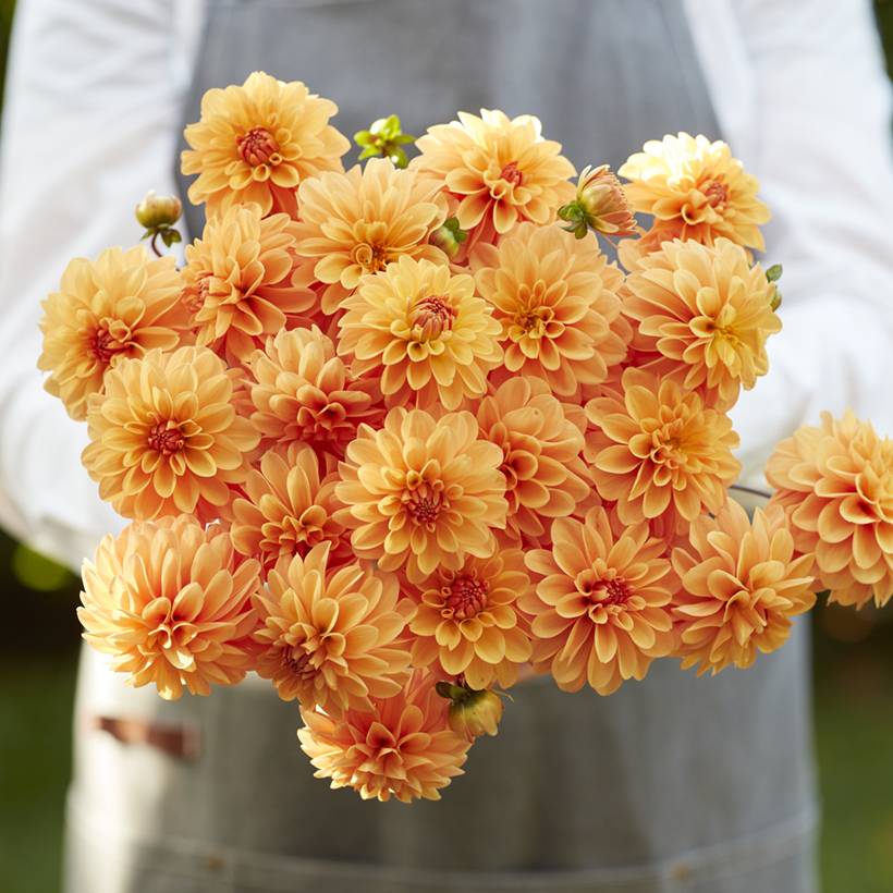 Dahlia balle Bazuin Bright Orange Bulbe calibre I