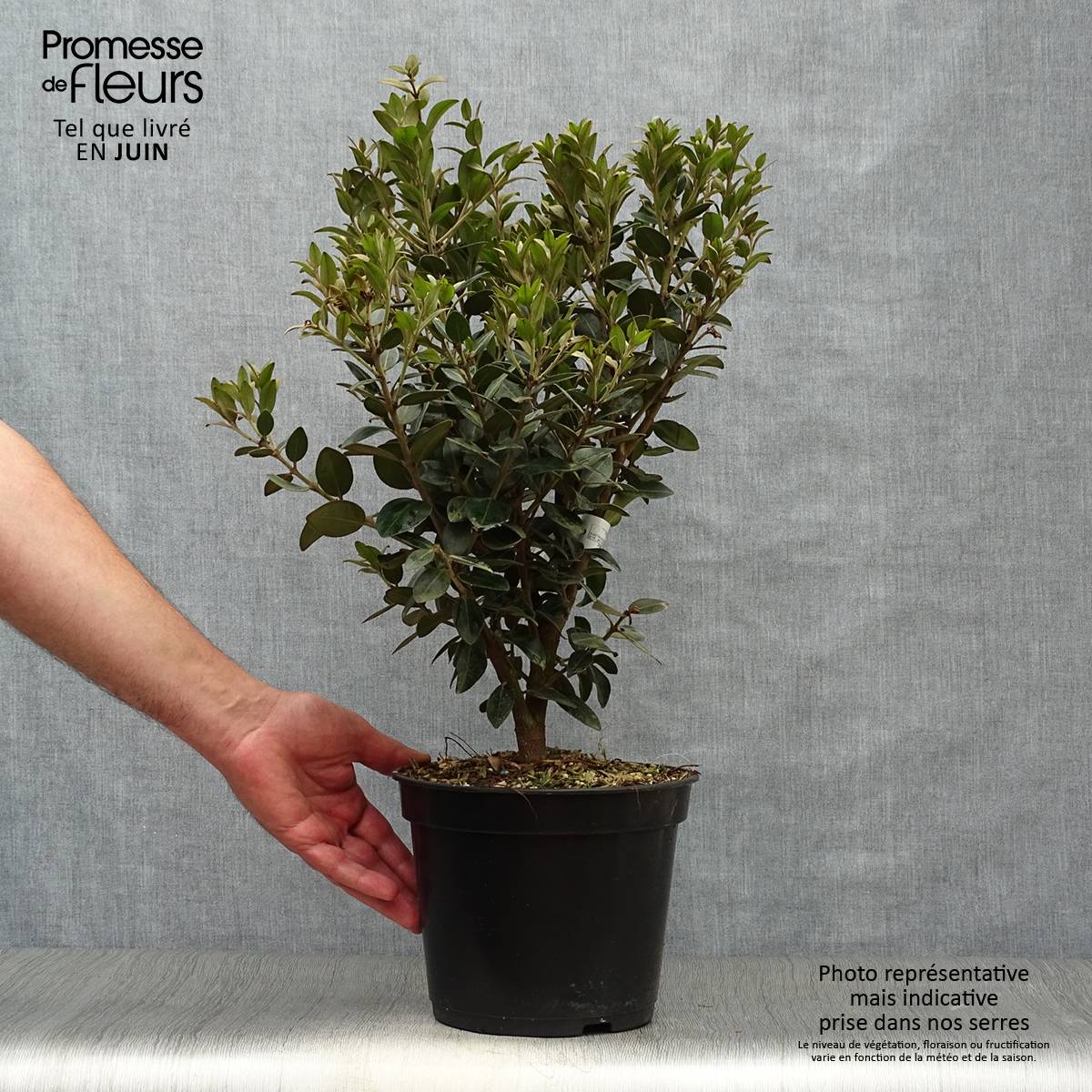 Metrosideros Mistral - Arbre de Noël de Nouvelle-Zélande Pot de 4L/5L - Image 2