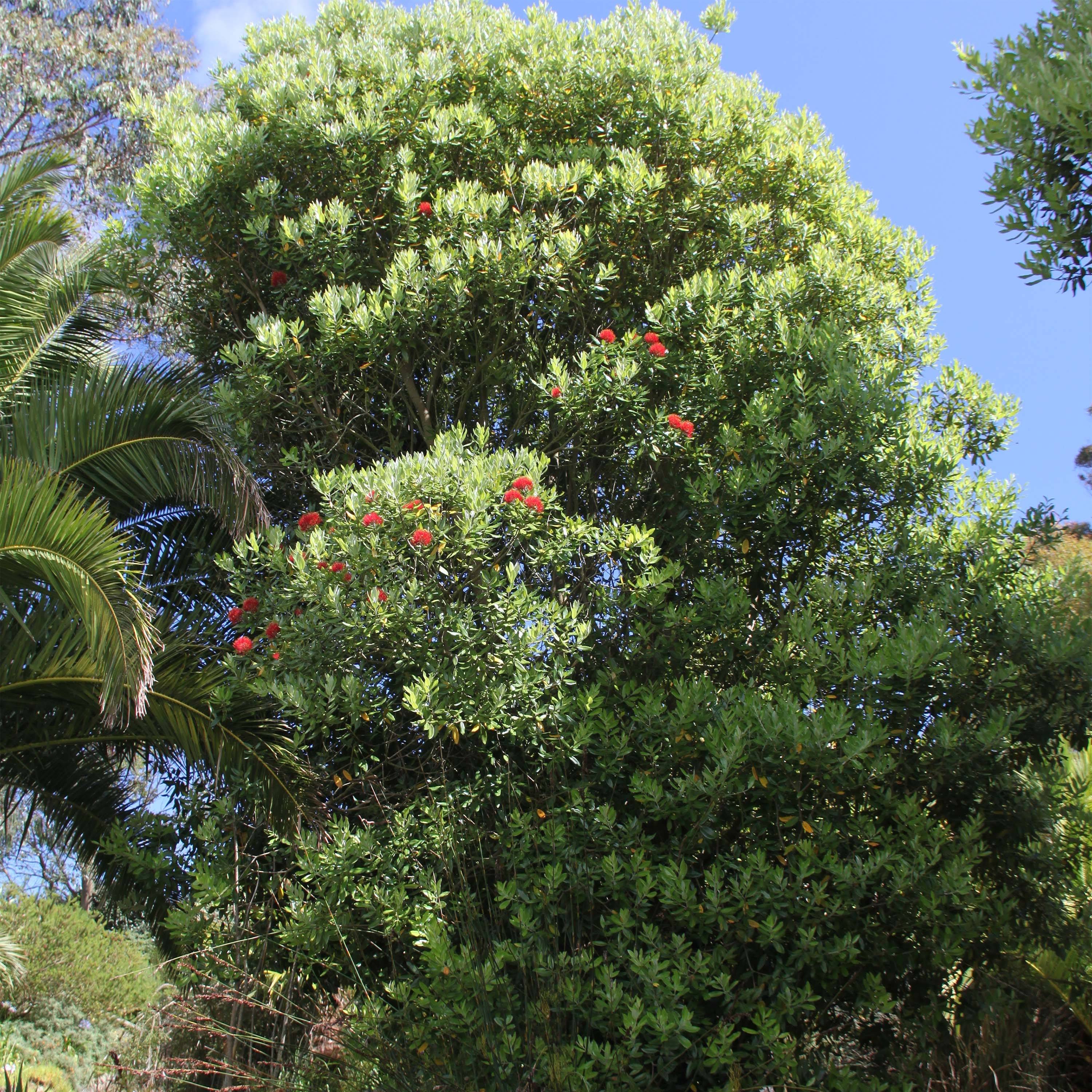Metrosideros Mistral - Arbre de Noël de Nouvelle-Zélande Pot de 4L/5L