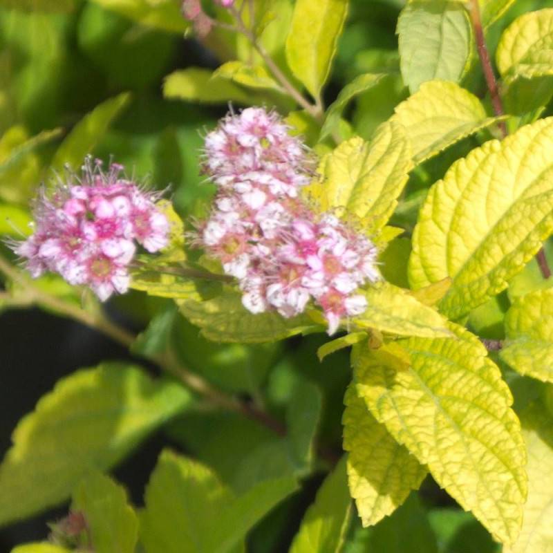 Spirée du Japon Golden Princess, Spiraea à fleurs Rose - feuillage Caduc - Pot de 3L - 20/40 cm- hauteur à maturité De 0,50 m à 1,00 m - Image 1