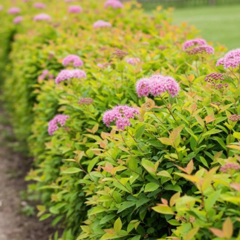 Spirée du Japon Golden Princess, Spiraea à fleurs Rose - feuillage Caduc - Pot de 3L - 20/40 cm-  hauteur à maturité De 0,50 m à 1,00 m - Image 3