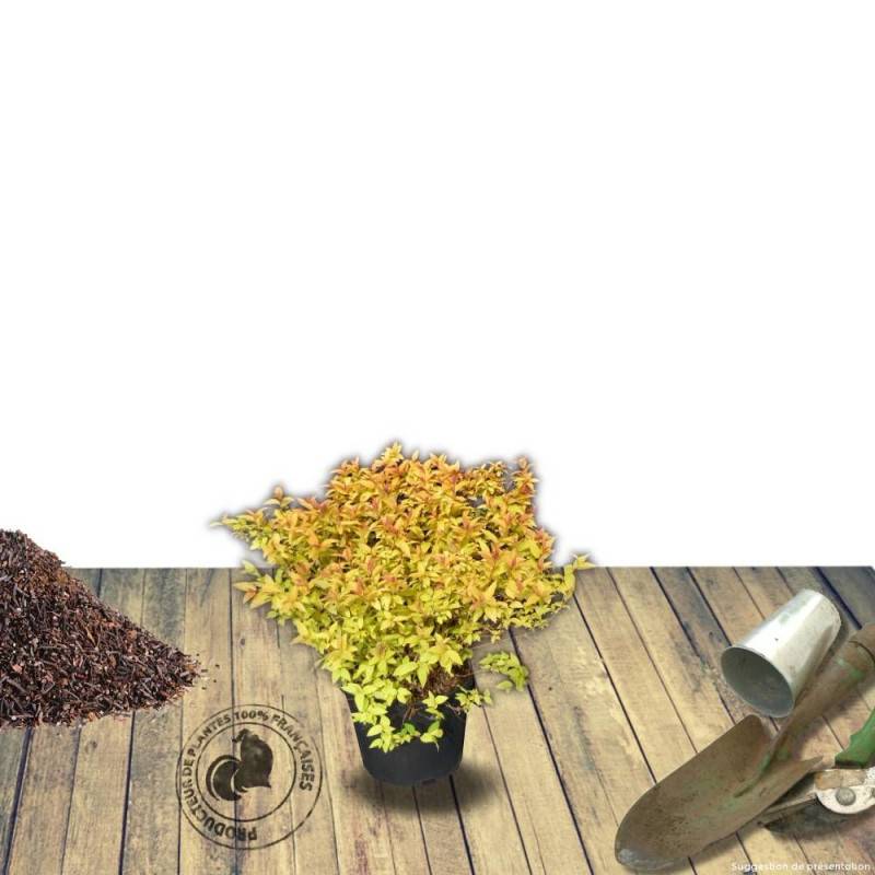 Spirée du Japon Golden Princess, Spiraea à fleurs Rose - feuillage Caduc - Pot de 3L - 20/40 cm-  hauteur à maturité De 0,50 m à 1,00 m - Image 6