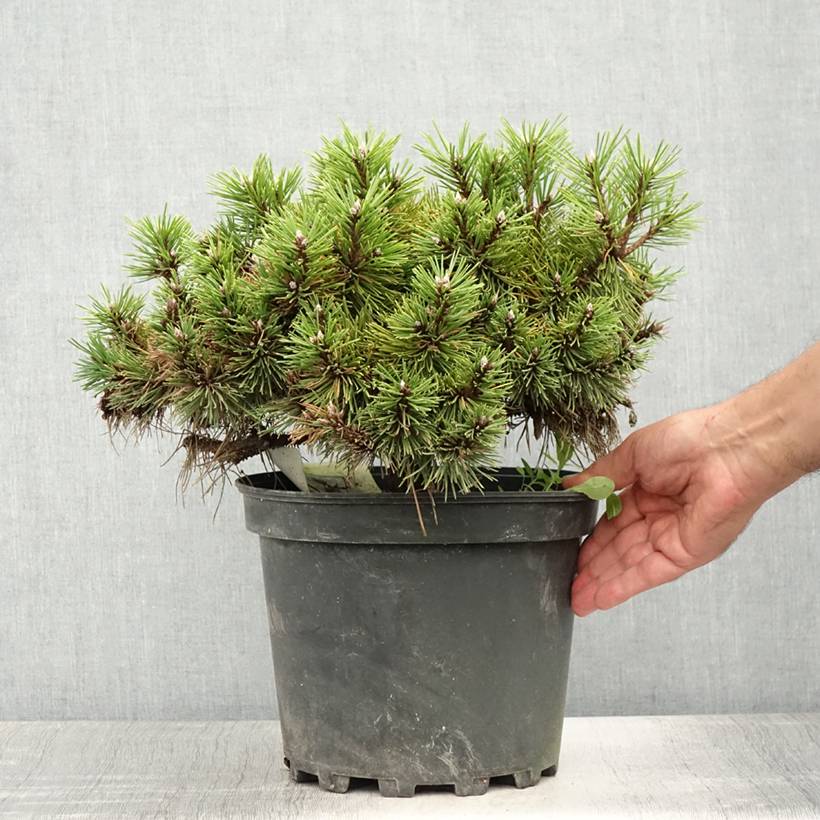 Pinus nigra Agnes Brégeon - Pin noir  Pot de 6L/7L - Image 2