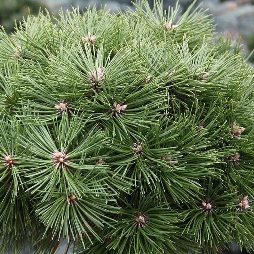 Pinus nigra Agnes Brégeon - Pin noir  Pot de 6L/7L - Image 1