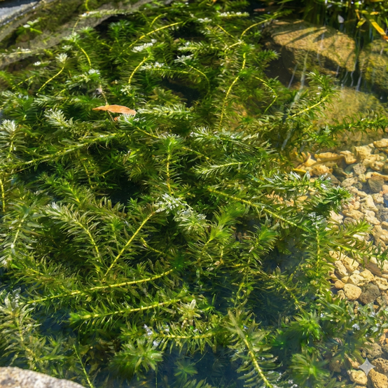 0 - Élodée - Elodea densa - 10 pièces - Plante Oxygénante - Bassin - Image 3