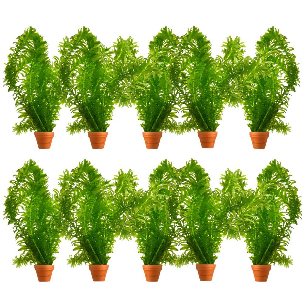0 - Élodée - Elodea densa - 10 pièces - Plante Oxygénante - Bassin - Image 1