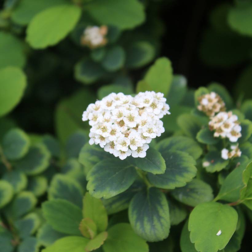 Spirée à feuilles de bouleau Tor - Spiraea betulifolia Pot de 3L/4L - Image 1