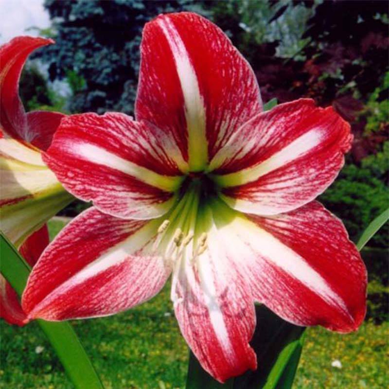 Promesse de Fleurs - Amaryllis Tres Chic Bulbe calibre 24/26