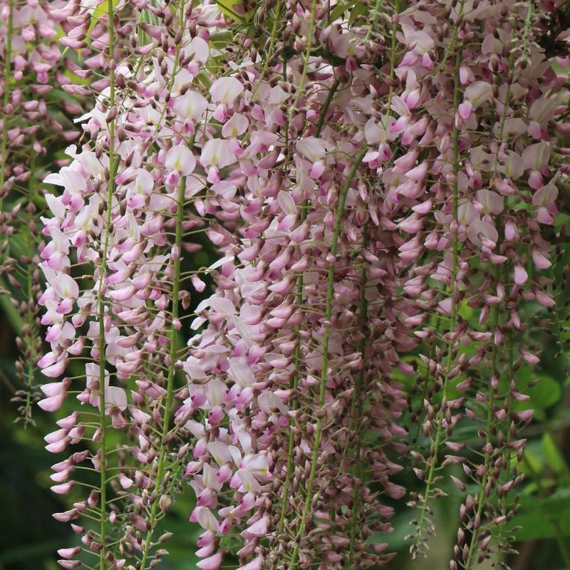 Glycine du Japon Rosea à fleurs Rose - feuillage Caduc - Godet - 5/10 cm-  hauteur à maturité De 5,00 m à 10,00 m