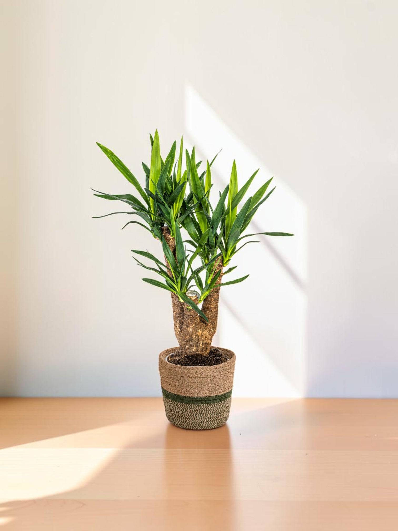 La Green Touch - Yucca Elephantipes Ramifiée - H60cm - Image 1