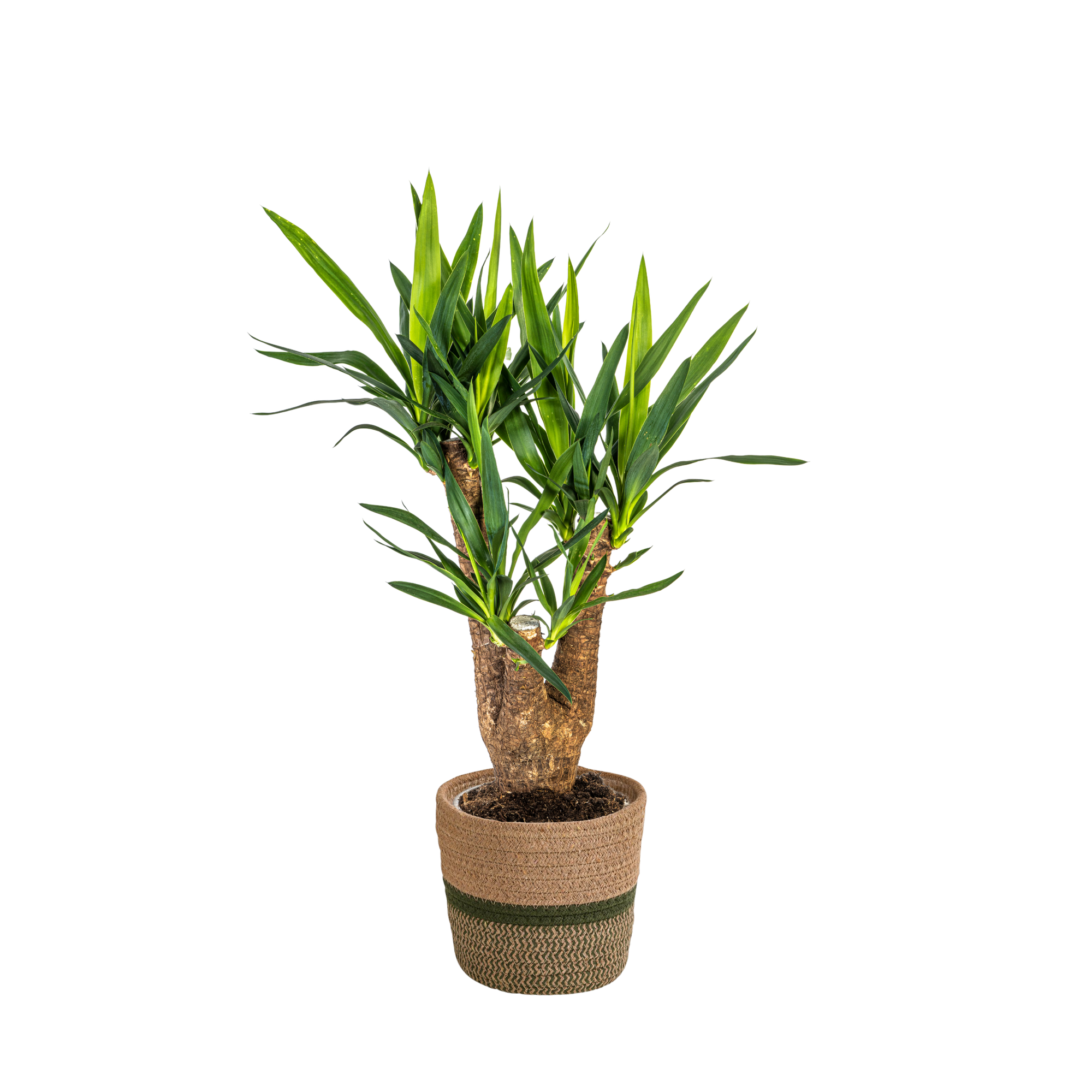 La Green Touch - Yucca Elephantipes Ramifiée - H60cm - Image 4