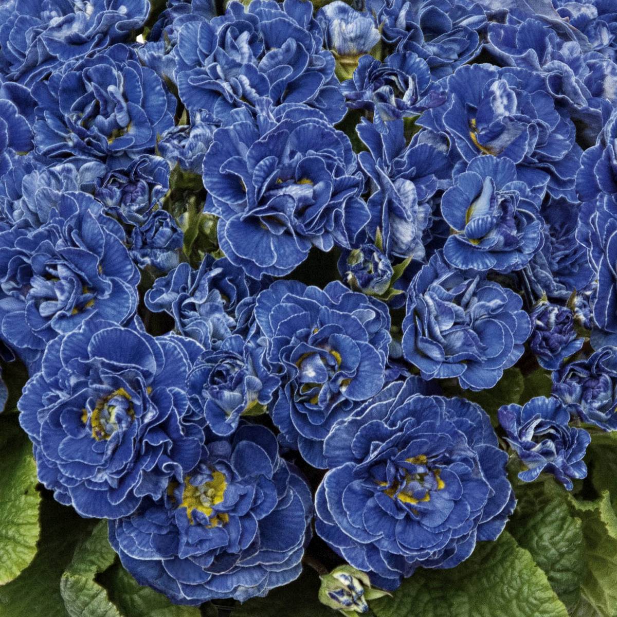 Promesse de Fleurs - Primevère double Belarina Baltic Blue - Primula vulgaris Mini-motte Ø 3/4 cm (par 3)