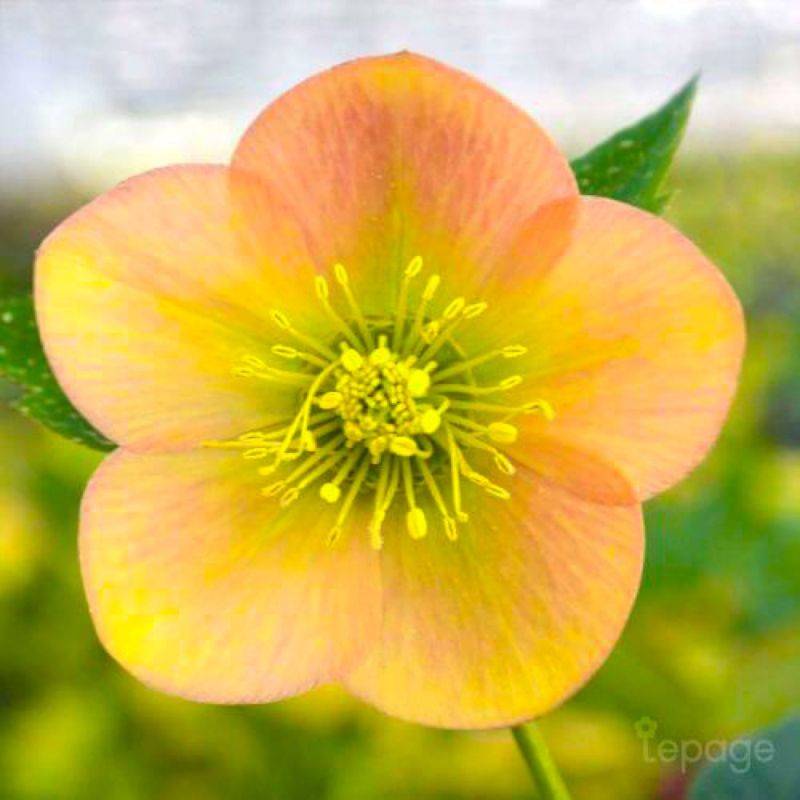 3 Hellébores Orientale ou Rose De Noël 'Apricot' (Helleborus Orientalis 'Apricot') - Lot de 3 vivaces - Pépinières Naudet - Image 1