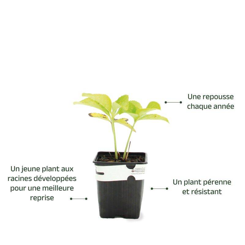 3 Hellébores Orientale ou Rose De Noël 'Apricot' (Helleborus Orientalis 'Apricot') - Lot de 3 vivaces - Pépinières Naudet - Image 3