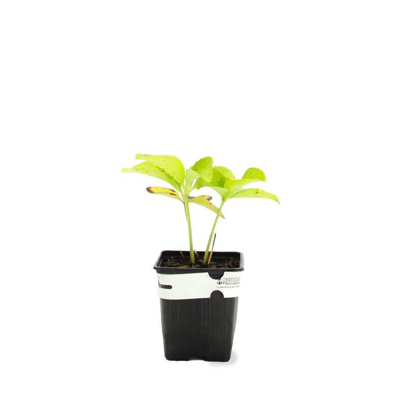 3 Hellébores Orientale ou Rose De Noël 'Apricot' (Helleborus Orientalis 'Apricot') - Lot de 3 vivaces - Pépinières Naudet - Image 2