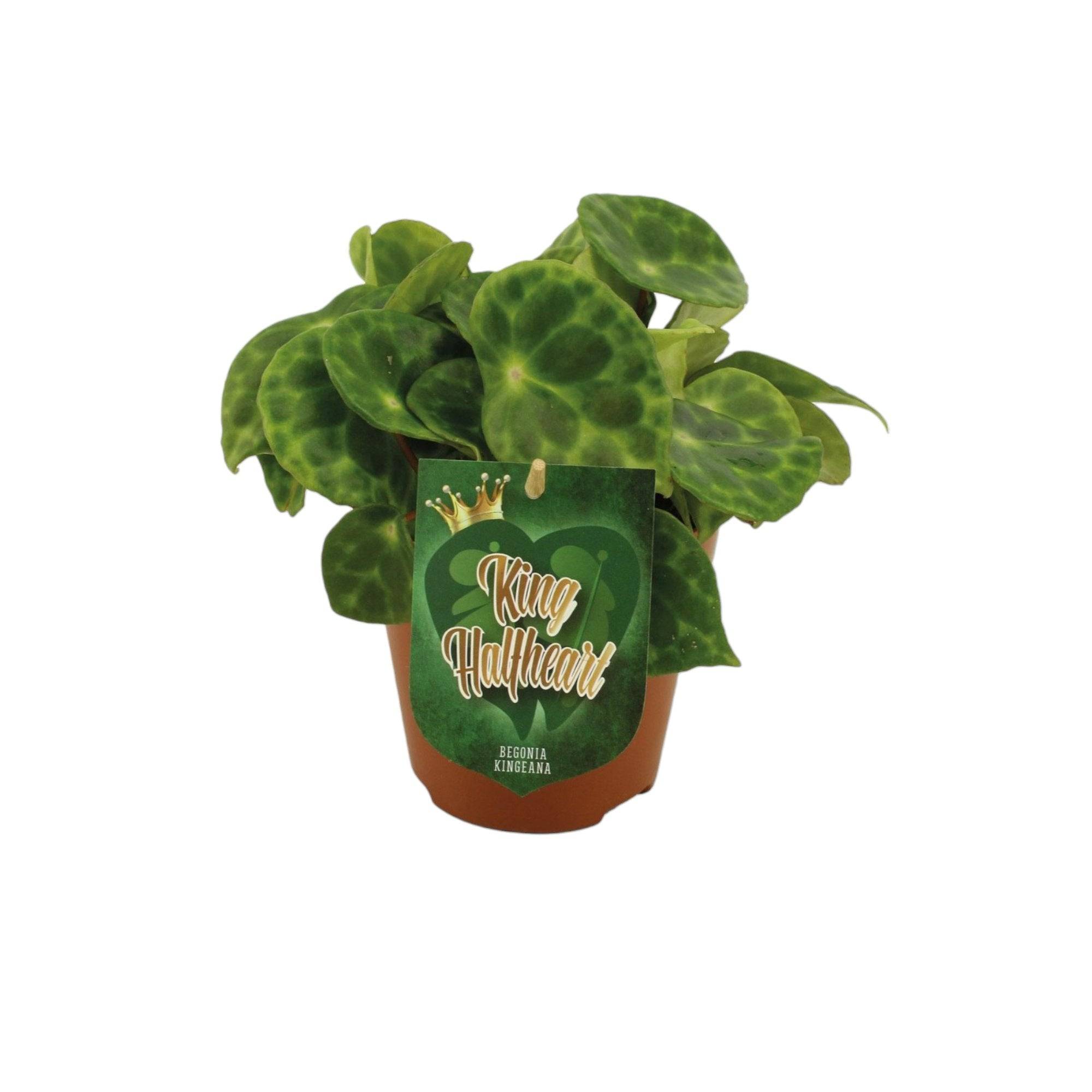 La Green Touch - Begonia Kingiana 20cm - Plante d'intérieur- La Green Touch - Imagen 2