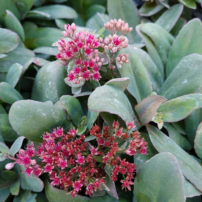 Sedum Marina - Orpin Godet de 8/9 cm