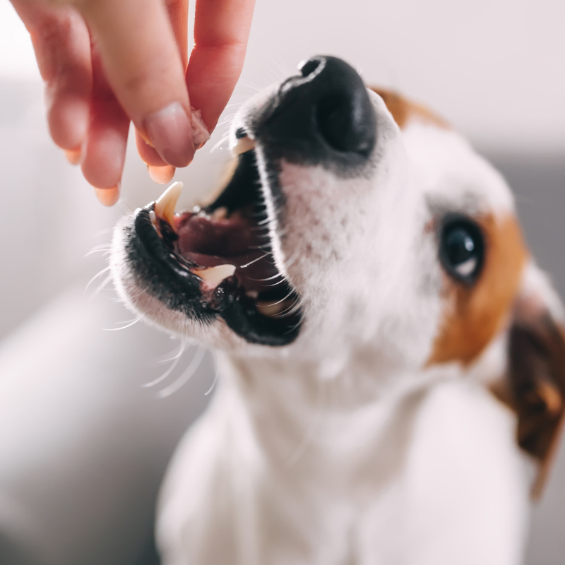 Canichef - Canichef - Friandises Bio Hygiène Bucco-Dentaire pour Chien - Imagen 2