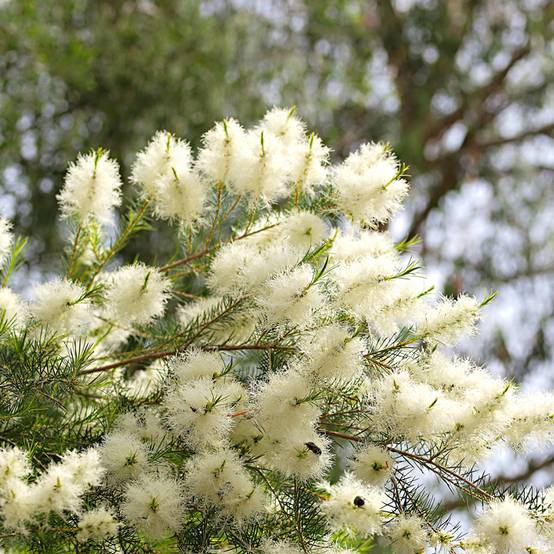 Melaleuca alternifolia - Arbre à thé Pot de 7,5L/10L