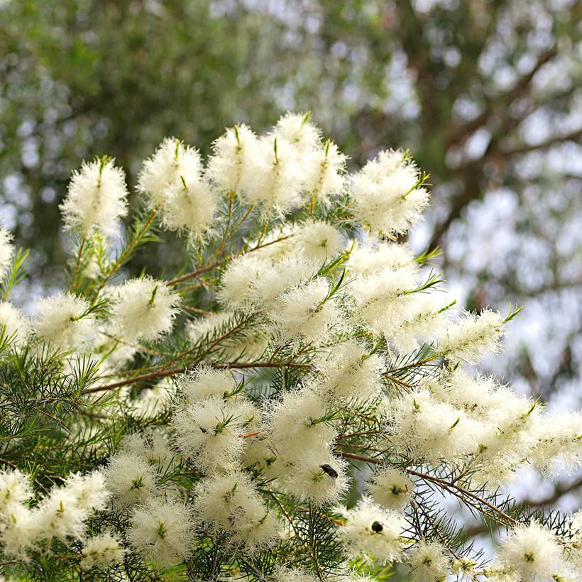 Melaleuca alternifolia - Arbre à thé Pot de 7,5L/10L