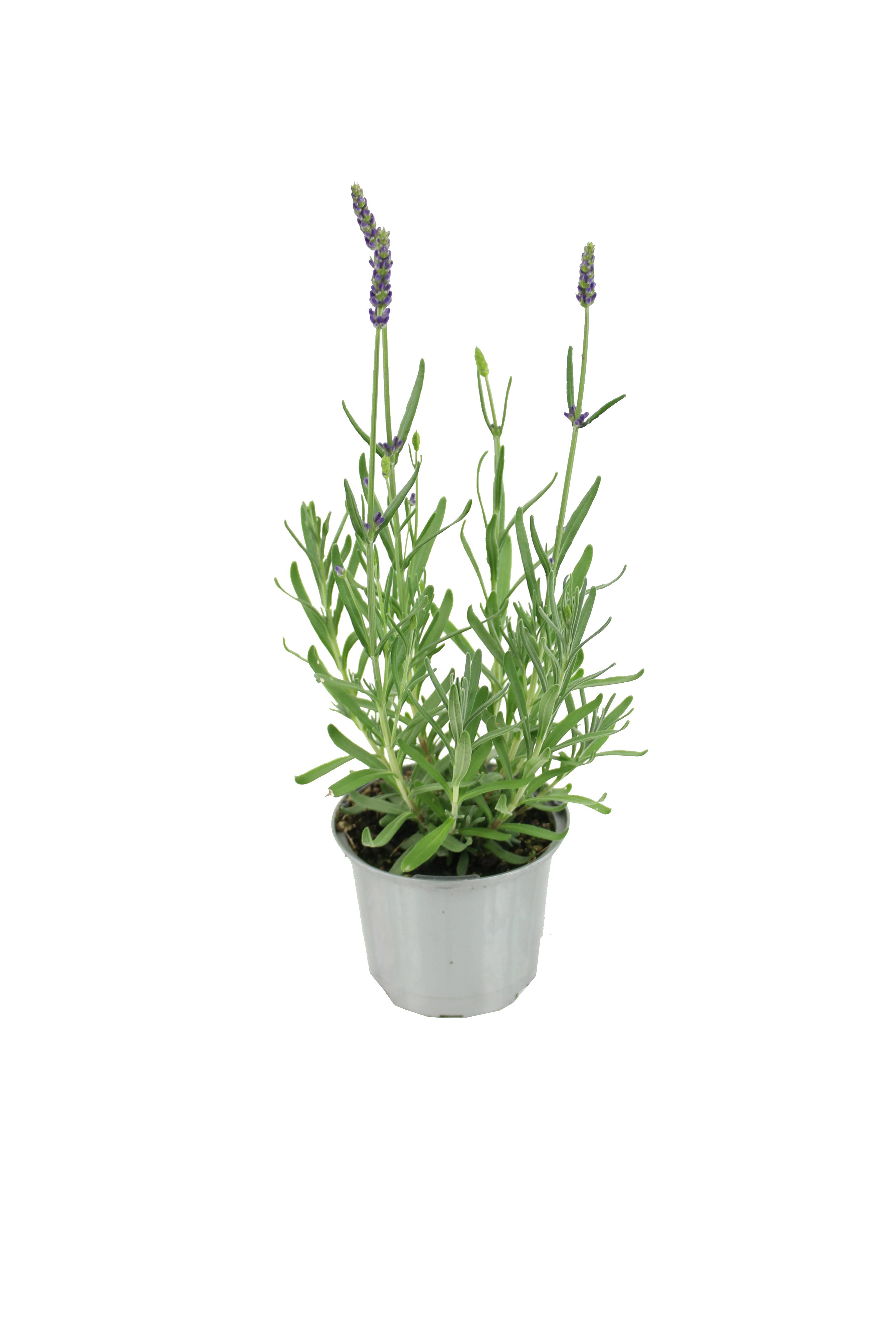 Lavande Angustifolia pot 10,5 cm - Image 1