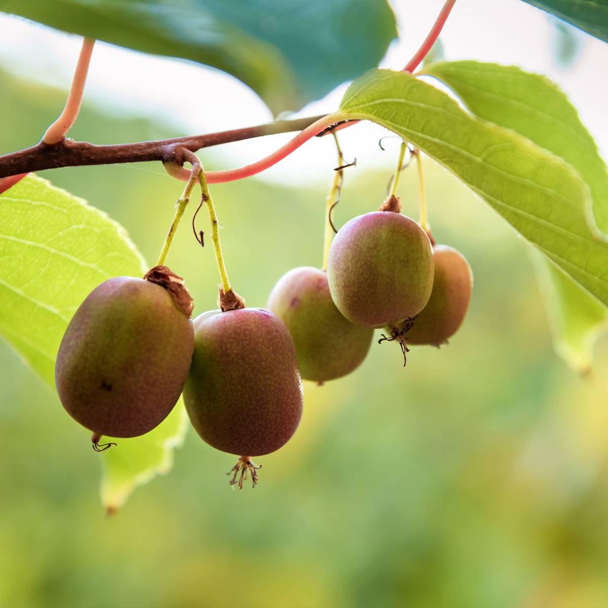 Promesse de Fleurs - Kiwi arguta Ananasnaya (femelle) - Kiwaï Anna Godet de 8/9 cm