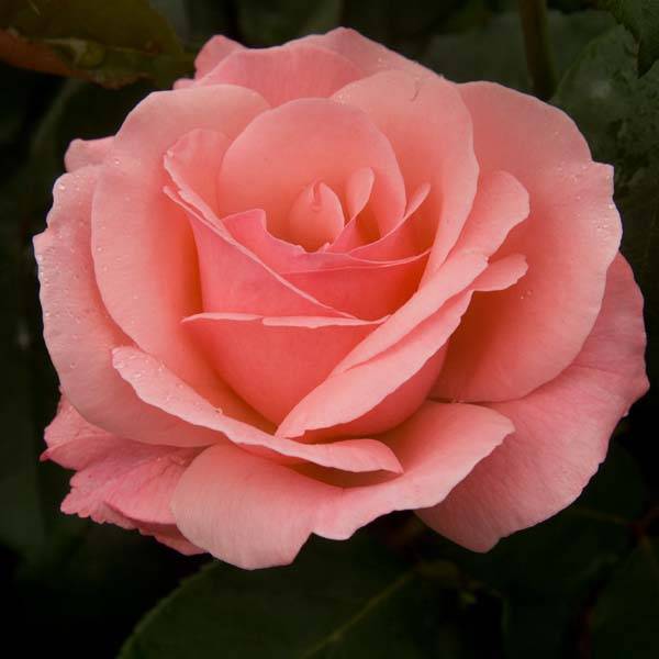Rosier à grandes fleurs Queen Elisabeth Pot de 4L/5L