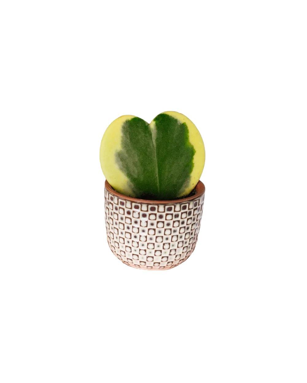 Mini Hoya coeur variegata 15cm - Plante d'intérieur- La Green Touch