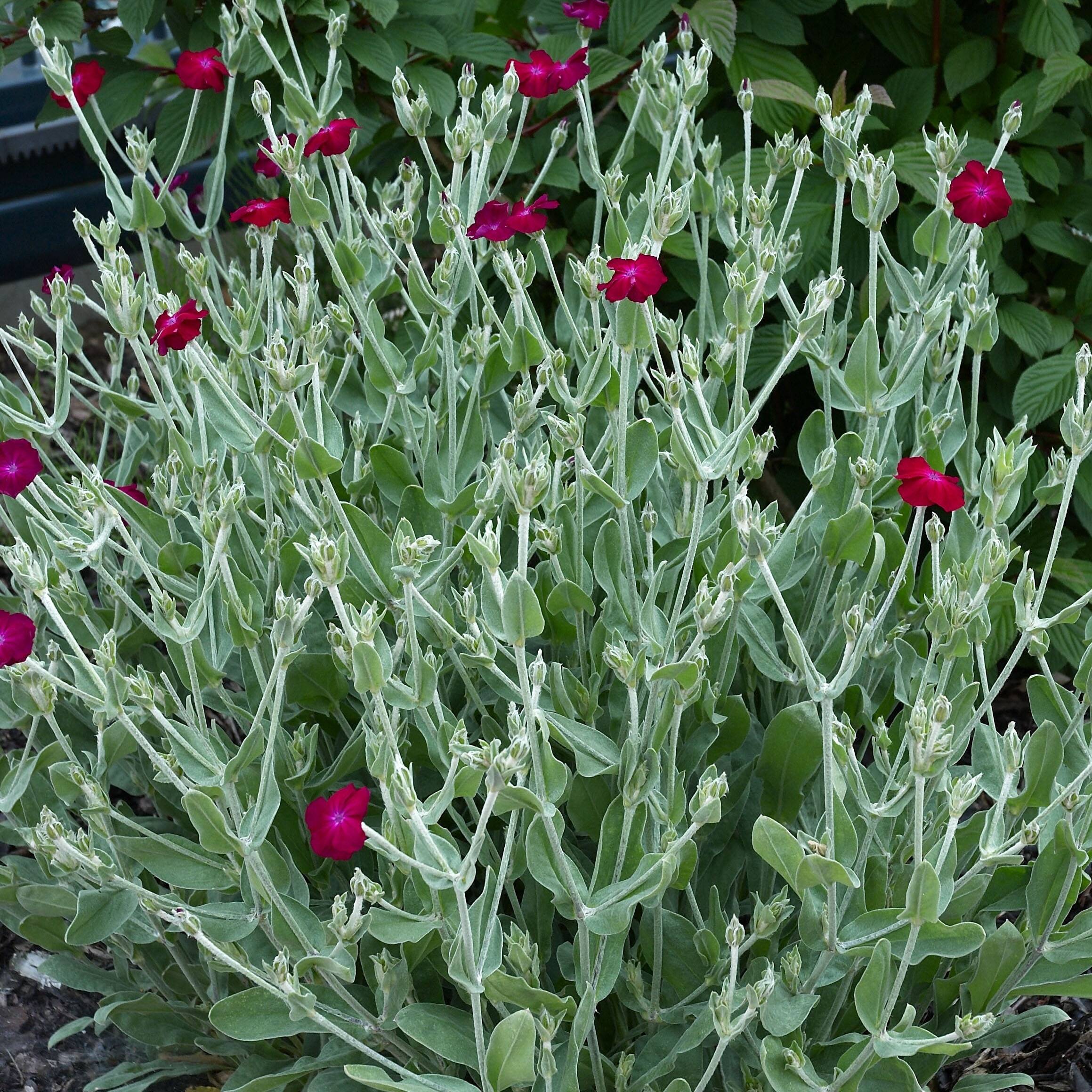 Promesse de Fleurs - Lychnis coronaria Atrosanguinea - Coquelourde des Jardins Pot de 2L/3L