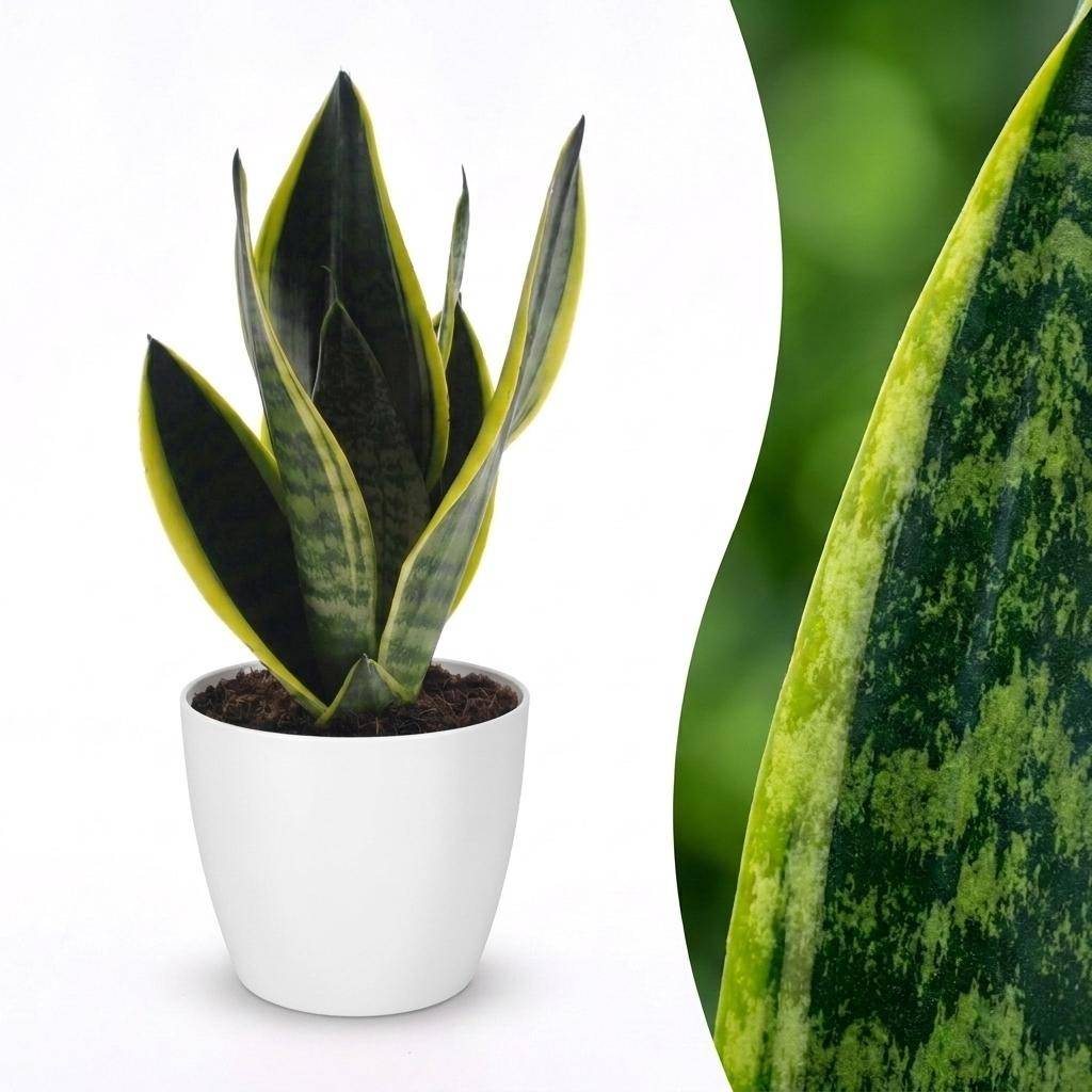 Sansevieria Futura Superba - Langue de belle-mère - Pot de 12cm - 1 plante - Plantes d'intérieur - Image 1