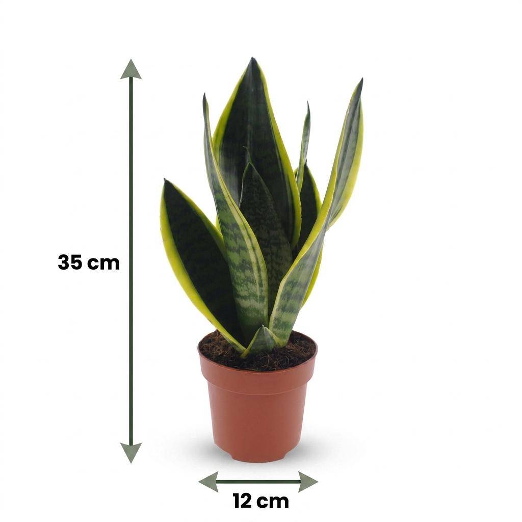 Sansevieria Futura Superba - Langue de belle-mère - Pot de 12cm - 1 plante - Plantes d'intérieur - Image 5