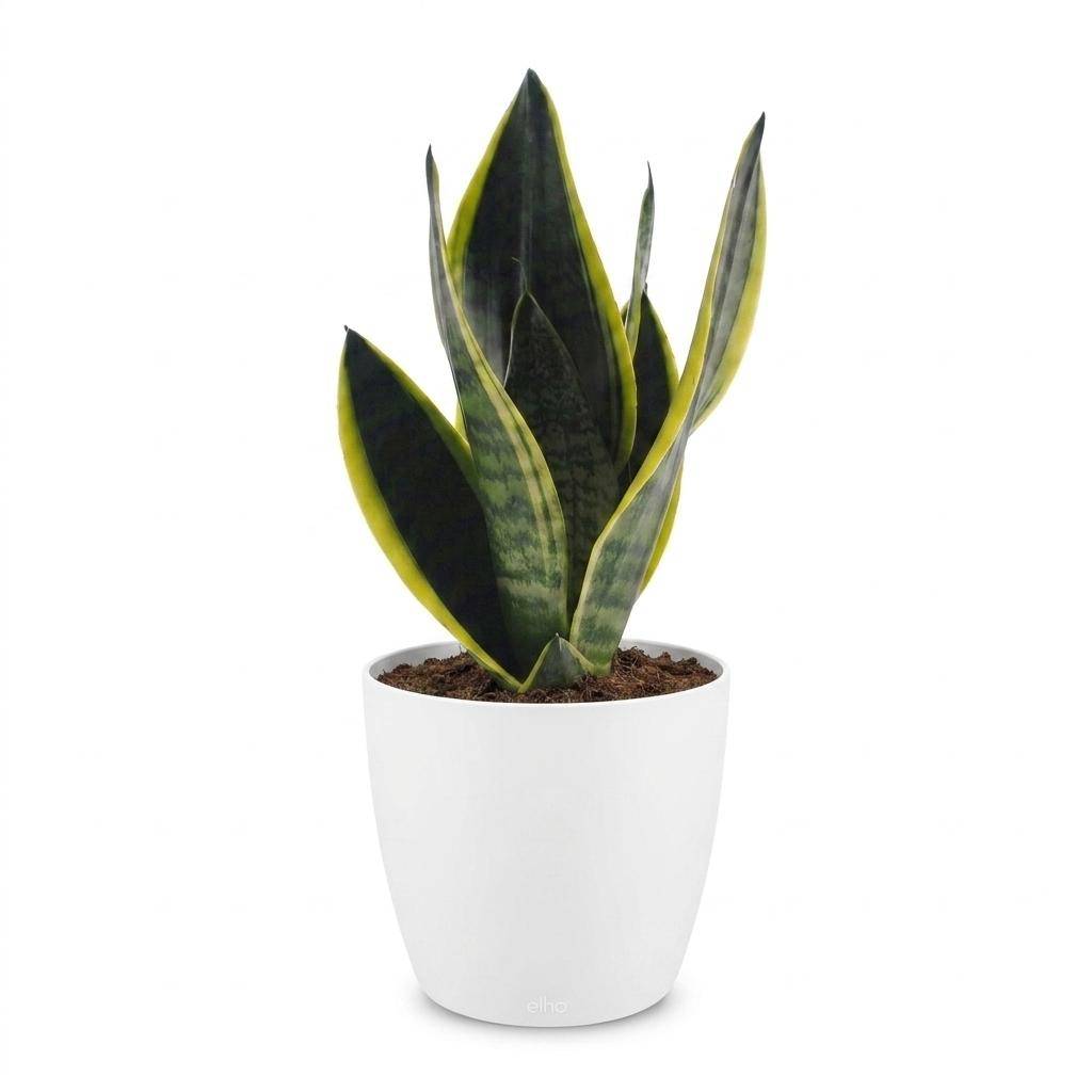 Sansevieria Futura Superba - Langue de belle-mère - Pot de 12cm - 1 plante - Plantes d'intérieur - Image 2