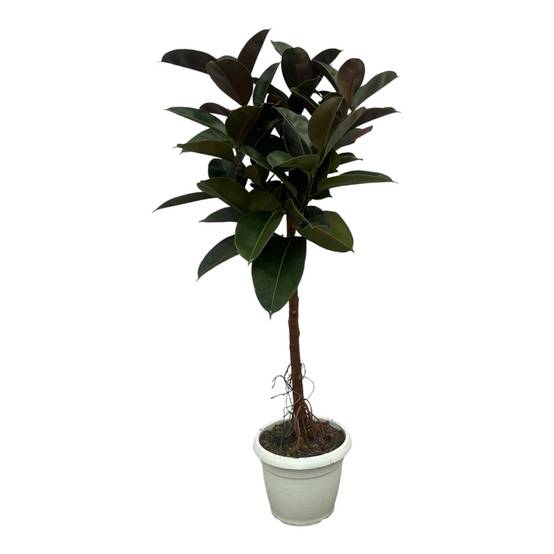 Ficus Elastica Robusta Stam - D24 H120cm