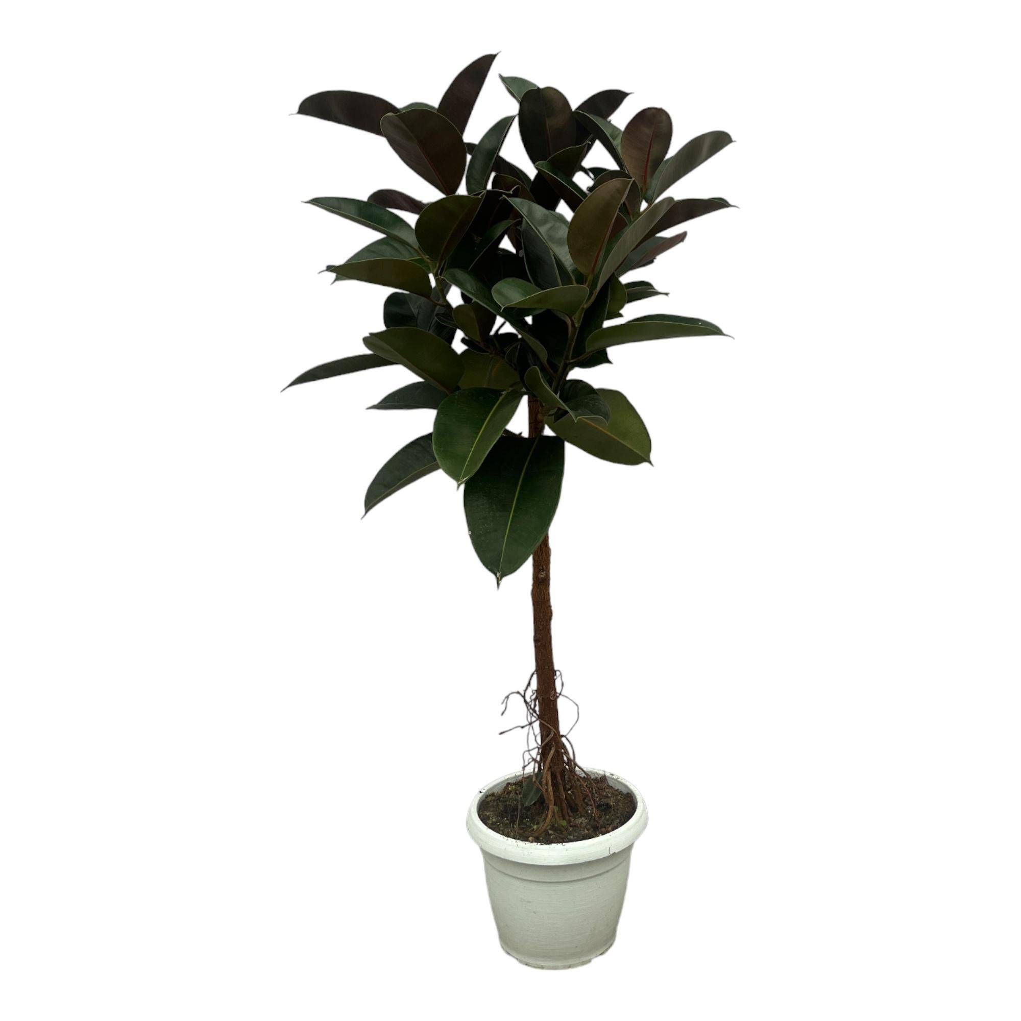 Ficus Elastica Robusta Stam - D24 H120cm
