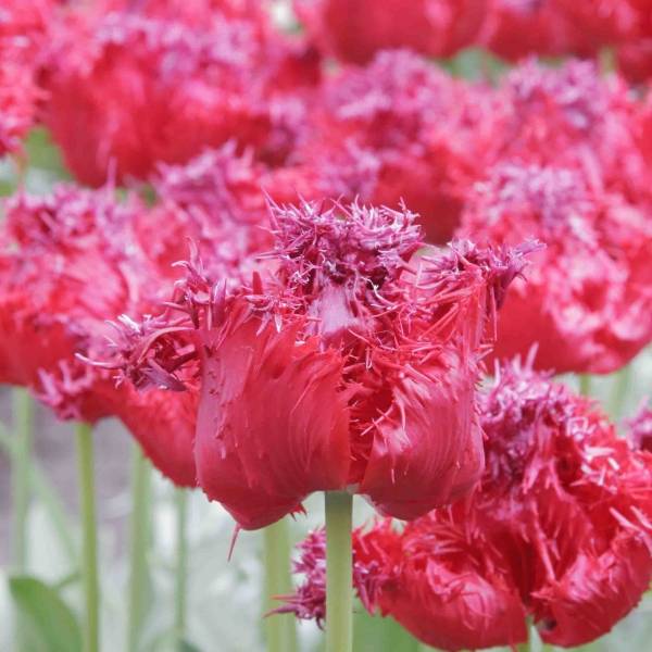 Promesse de Fleurs - Tulipe dentelée Barbados Bulbe calibre 12+ (par 6)