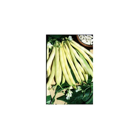 Haricot nain mangetout beurre Major le sachet de 250 graines environ (90g)