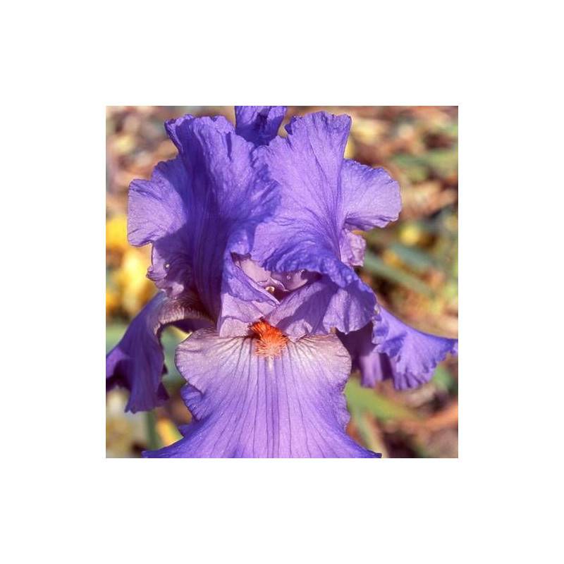 Iris des jardins Falbala à fleurs Bleue/ - feuillage Caduc - Godet - 5/20 cm - Imagen 1