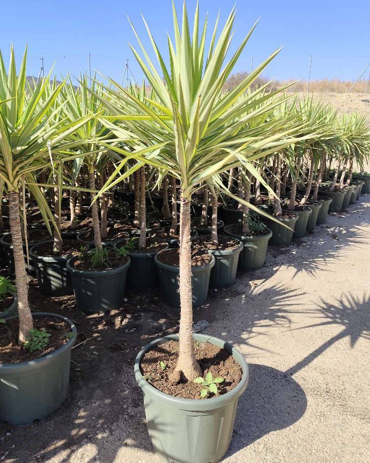 Sans Marque - Yucca Elephantipes 'Jewel' (Yucca pied d'éléphant) Couleur floraison:Blanc - Taille:Pot de 50L - 150/175cm - Image 4