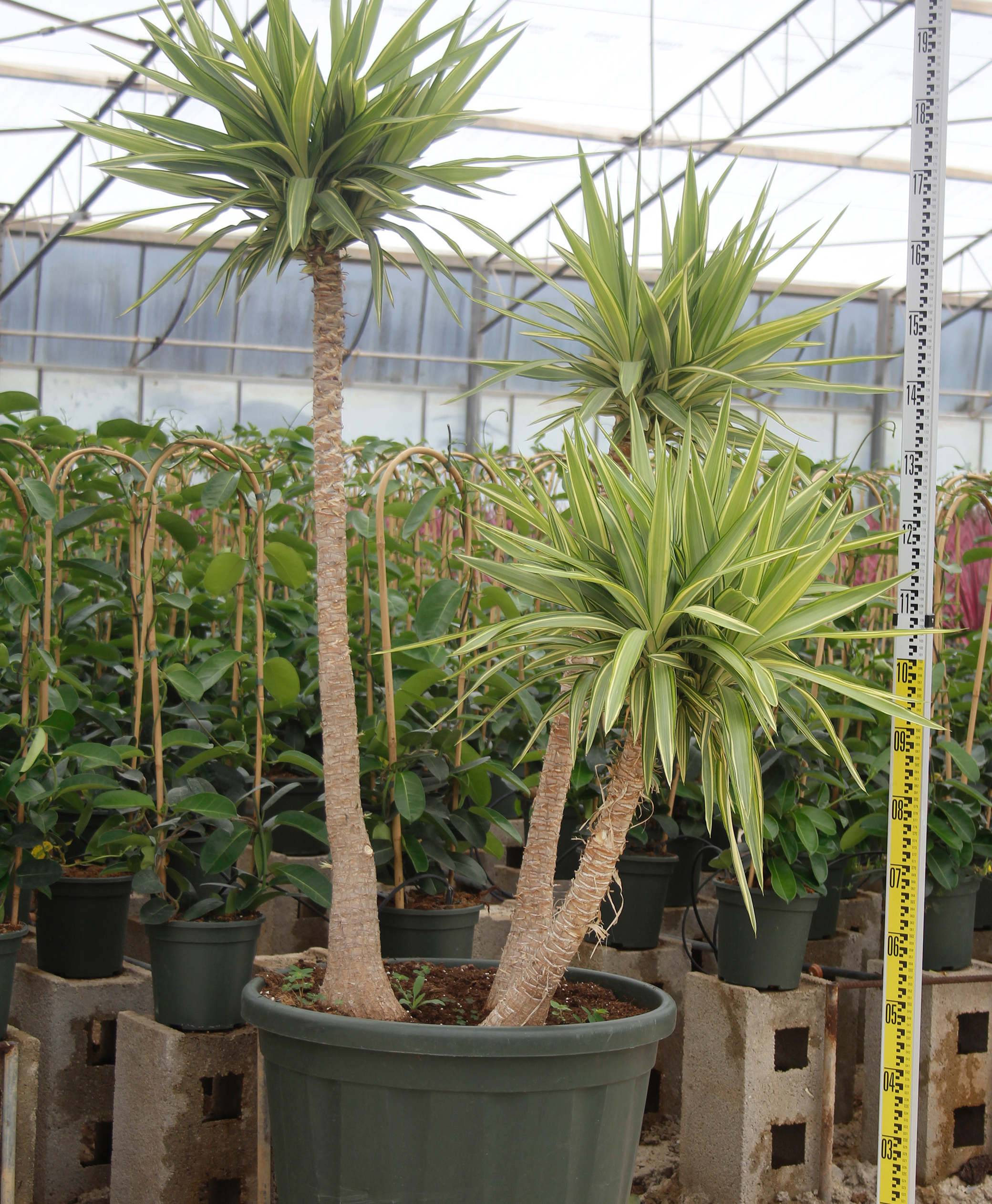 Sans Marque - Yucca Elephantipes 'Jewel' (Yucca pied d'éléphant) Couleur floraison:Blanc - Taille:Pot de 50L - 150/175cm - Image 5